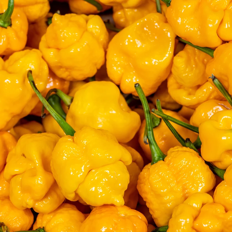Piment fort ‘Trinidad Scorpion’ jaune bio ( Capsicum chinense ‘Trinidad Scorpion Yellow’)