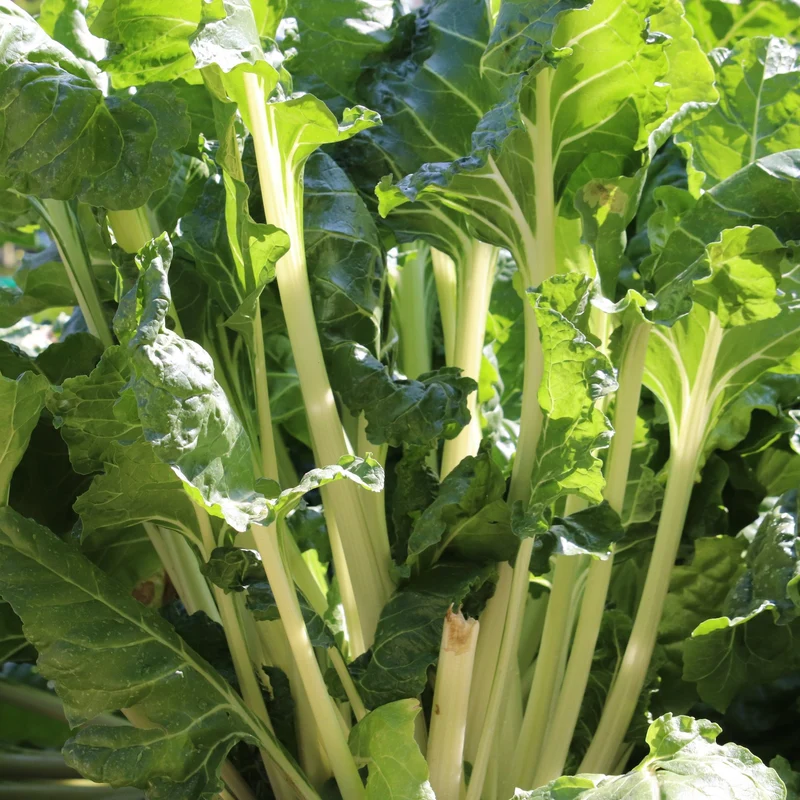 Bette à carde ‘Fordhook Giant’ bio ( Beta vulgaris )
