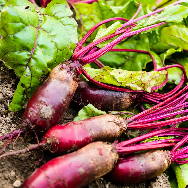 Betterave ‘Formanova’ bio ( Beta vulgaris )