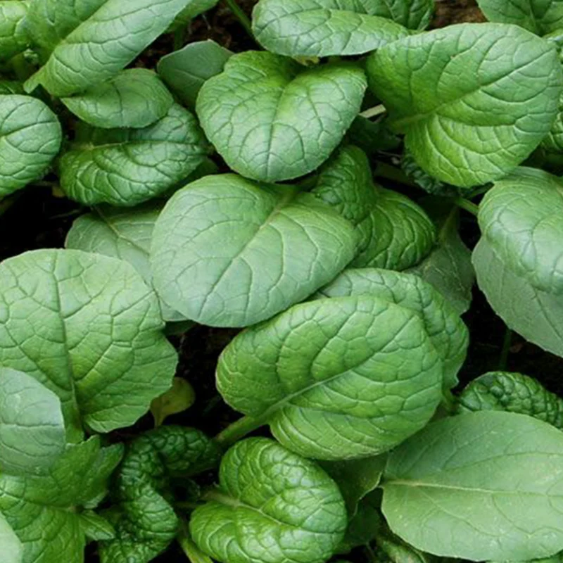 Yukina Savoy bio ( Brassica rapa ‘Yukina Savoy’)