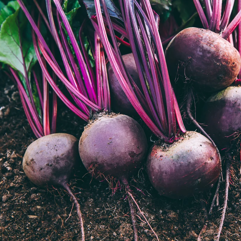 Betterave ‘Early Wonder’ bio ( Beta vulgaris )