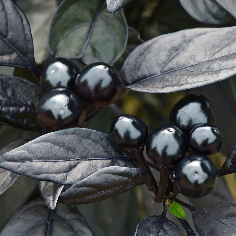 Piment ‘Black Pearl’ bio ( Capsicum annuum )
