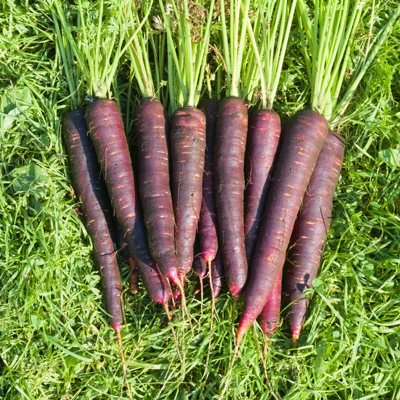 Carotte mauve ‘Lila Lu’ bio ( Daucus carota subsp. sativus )