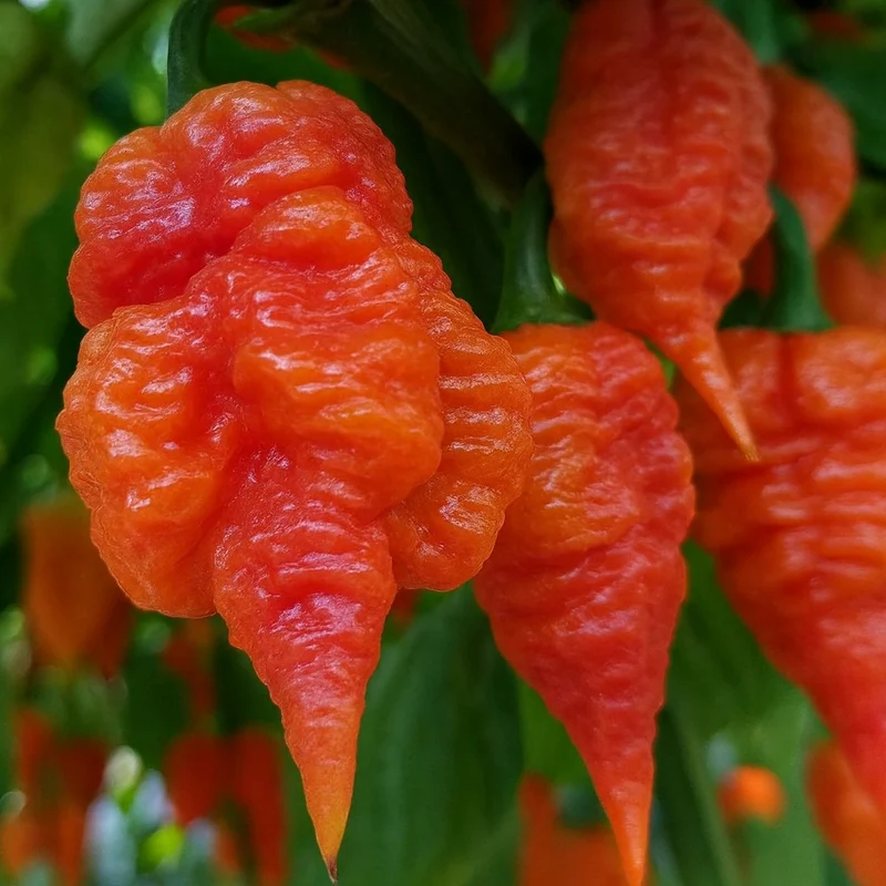 Piment fort ‘Death Spiral’ bio ( Capsicum chinense )