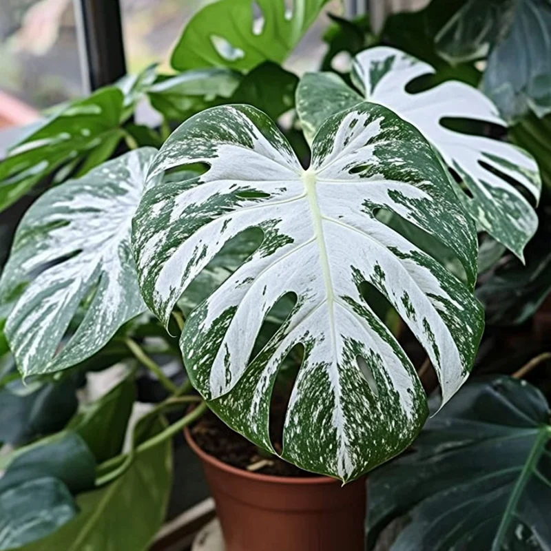 Monstera Siltepecana Seeds – Rare Silver & Green Foliage Climbing Vine for Indoor & Outdoor Gardens