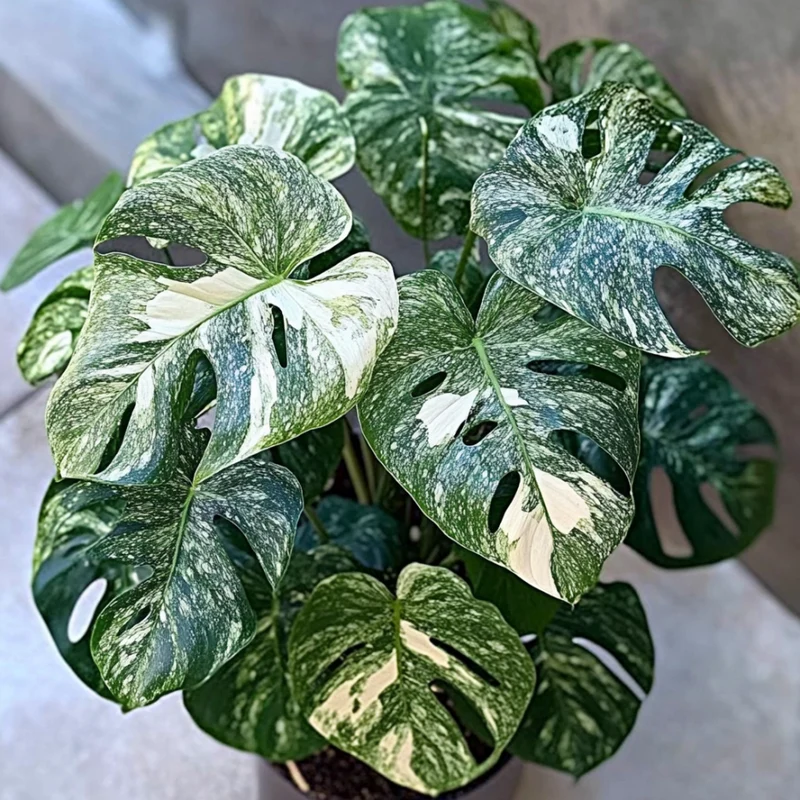 Monstera Siltepecana Seeds – Rare Silver & Green Foliage Climbing Vine for Indoor & Outdoor Gardens
