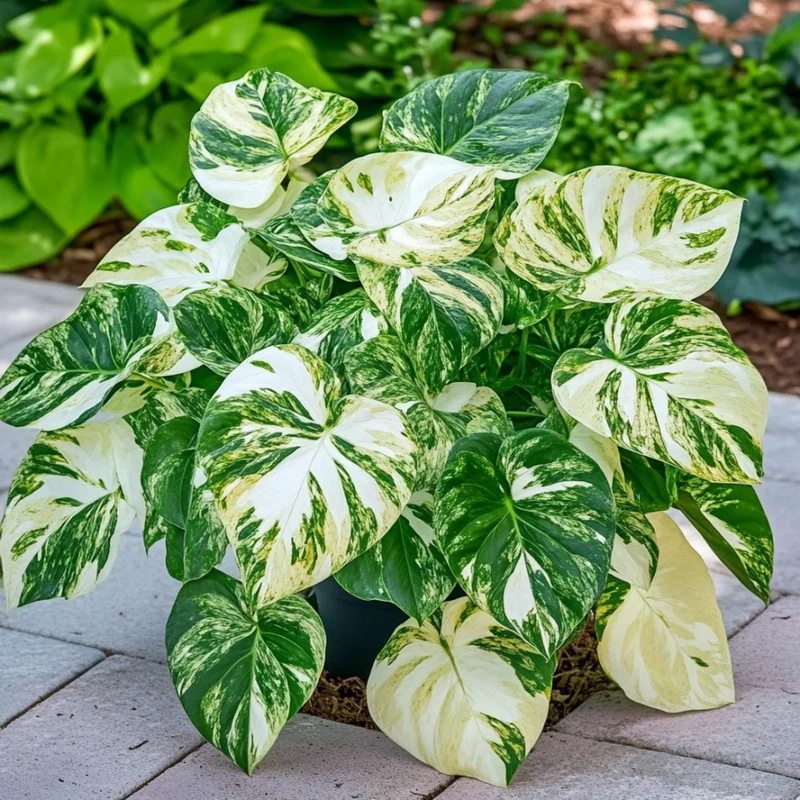 Variegated Monstera Mint Seeds – Rare White & Green Foliage Mint Plant for Garden & Containers