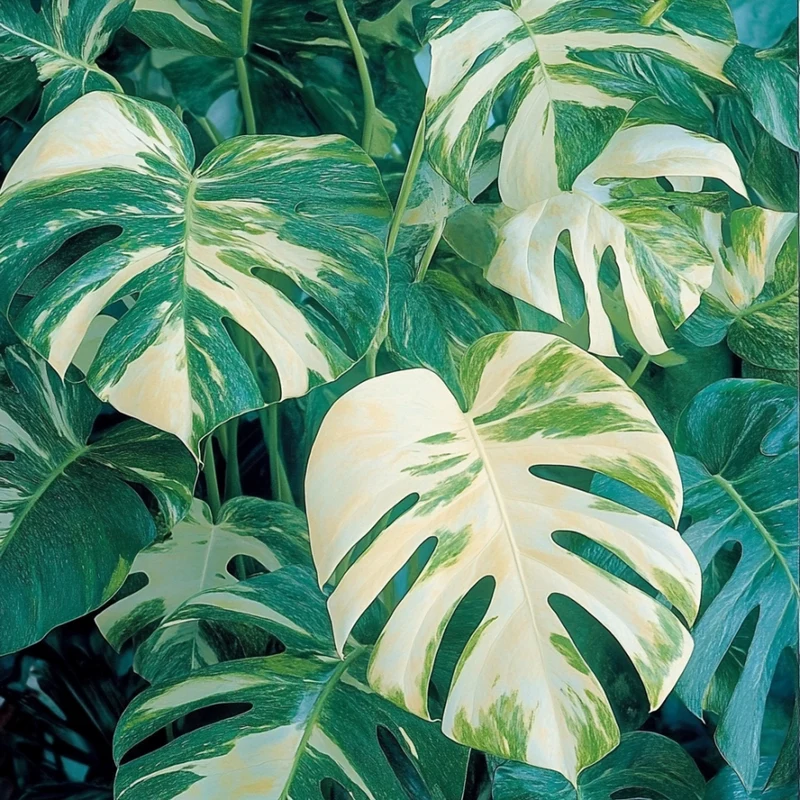 Variegated Monstera Mint Seeds – Rare White & Green Foliage Mint Plant for Garden & Containers