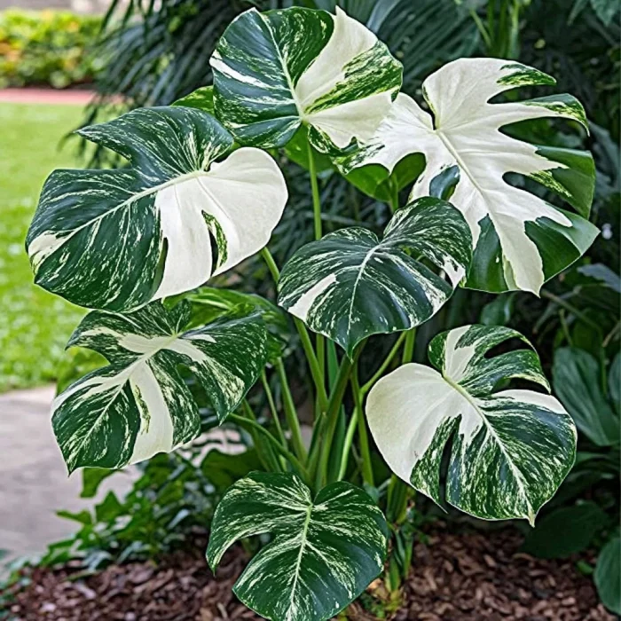 Variegated Monstera Albo Seeds – White & Green Foliage Houseplant for Indoor Gardens
