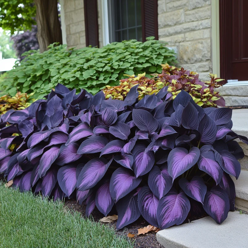 Rare Mix Hosta Plant Seeds, Purple Black, Exotic Shade Garden Beauty