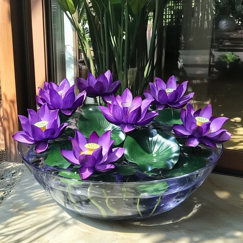 Premium Purple Lotus Flower Seeds, Grow Stunning Aquatic Blooms