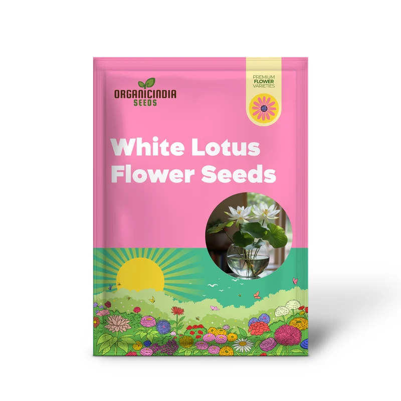 Premium White Lotus Seeds, Grow Beautiful Lotus Flowers