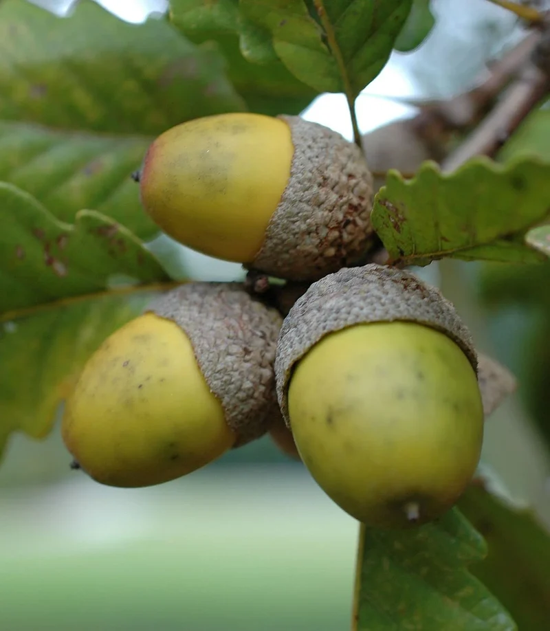 White Oak Tree (Quercus alba) – Seeds