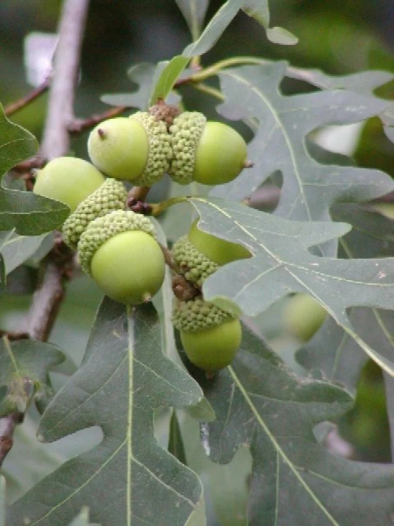 White Oak Tree (Quercus alba) – Seeds