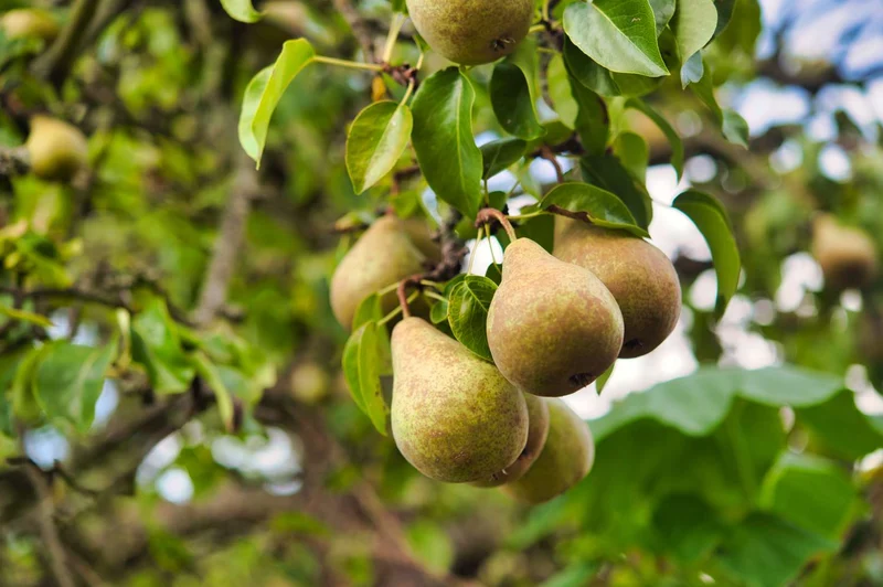 Bartlett Pear Tree (Pyrus communis) – Seeds