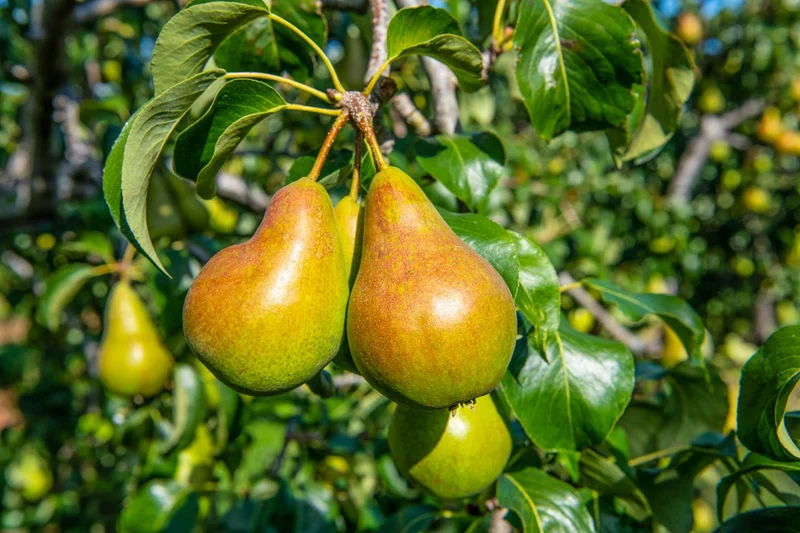Bartlett Pear Tree (Pyrus communis) – Seeds