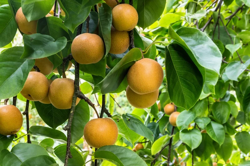 Asian Pear Tree (Pyrus pyrifolia) – Seeds