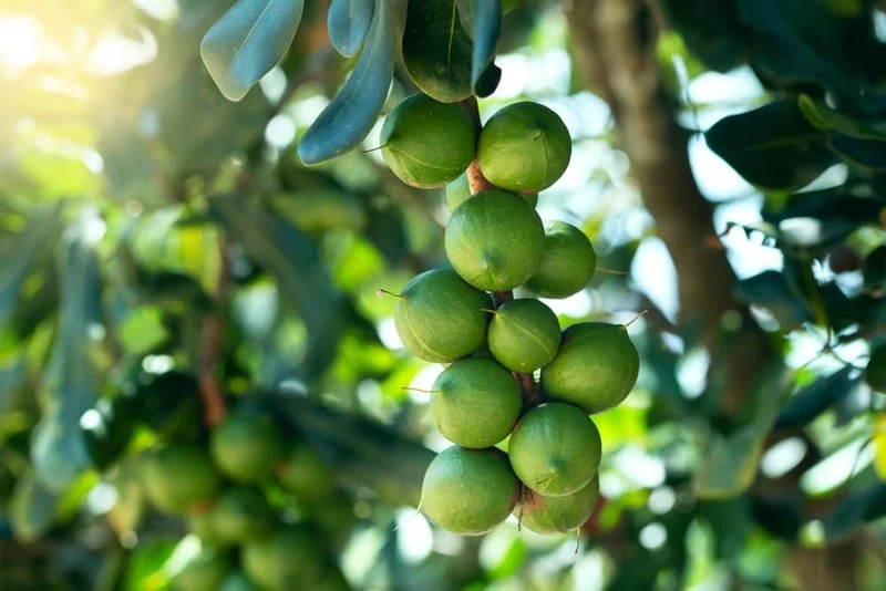 Macadamia Nut Tree (Macadamia integrifolia) – Seeds