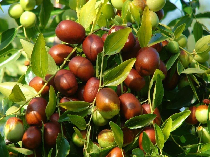 Jujube Tree (Ziziphus jujuba) – Seeds