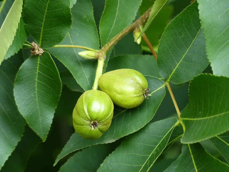 Kingnut Hickory (Carya laciniosa) – Seeds