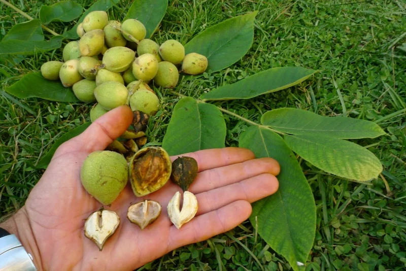 Heartnut Tree (Juglans ailantifolia var. cordiformis) – Seeds