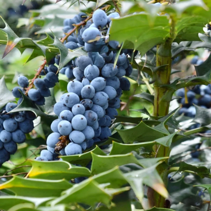 Oregon Grape (Mahonia aquifolium) – Seeds