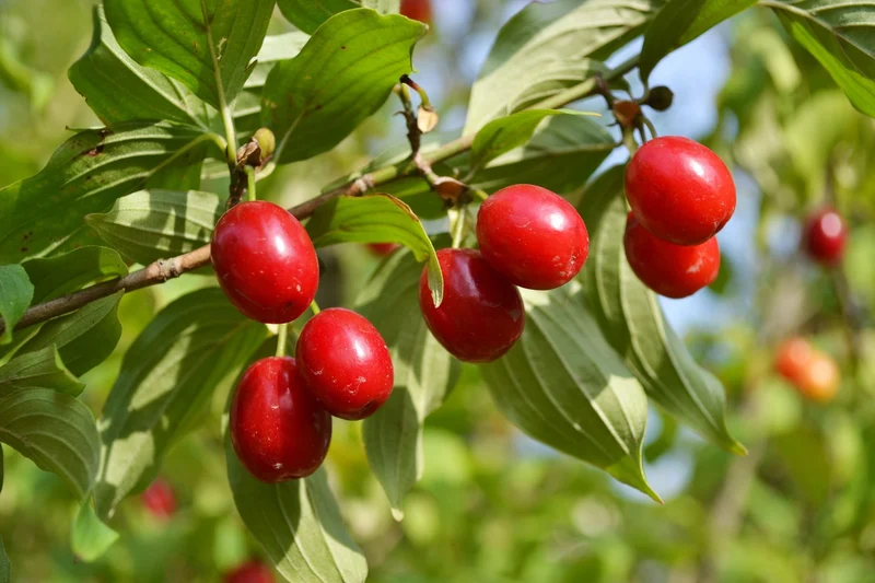 Cornelian Cherry Dogwood (Cornus mas) – Seeds