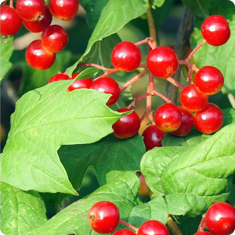 American Low Bush Cranberry (Vaccinium macrocarpon) – Seeds