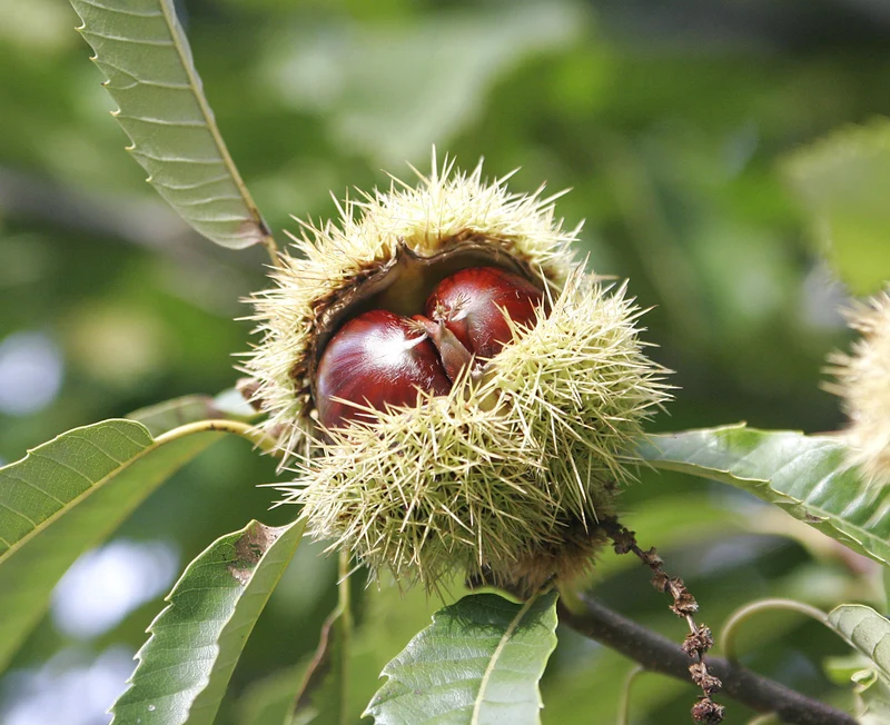 Sweet European Chestnut Tree (Castanea sativa) – Seeds