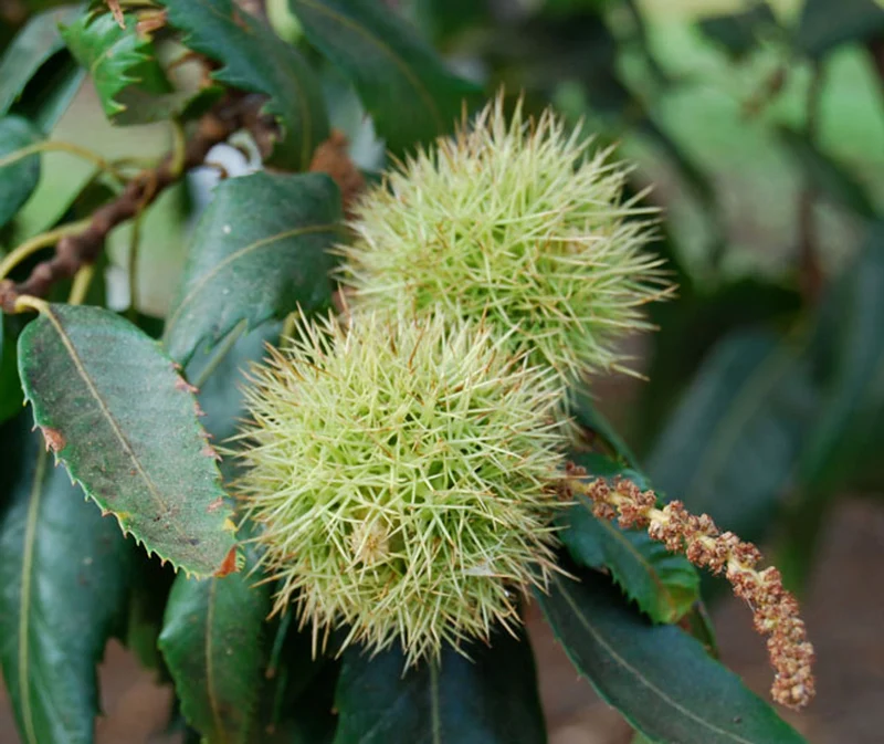 Sweet European Chestnut Tree (Castanea sativa) – Seeds