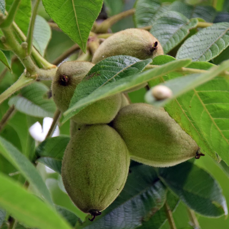 Butternut Tree (Juglans cinerea) – Seeds