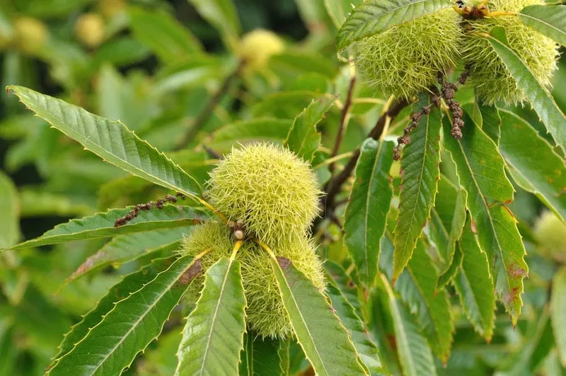 Butternut Tree (Juglans cinerea) – Seeds