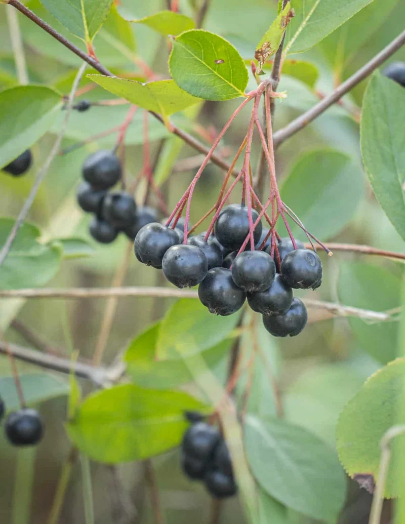 Aronia Berry (Aronia melanocarpa / Black Chokeberry) – Seeds