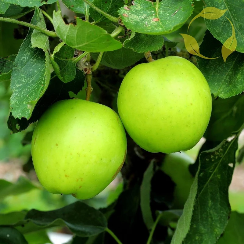 Antonovka Apple (Malus domestica) – Seeds
