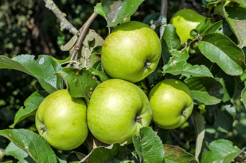 Antonovka Apple (Malus domestica) – Seeds