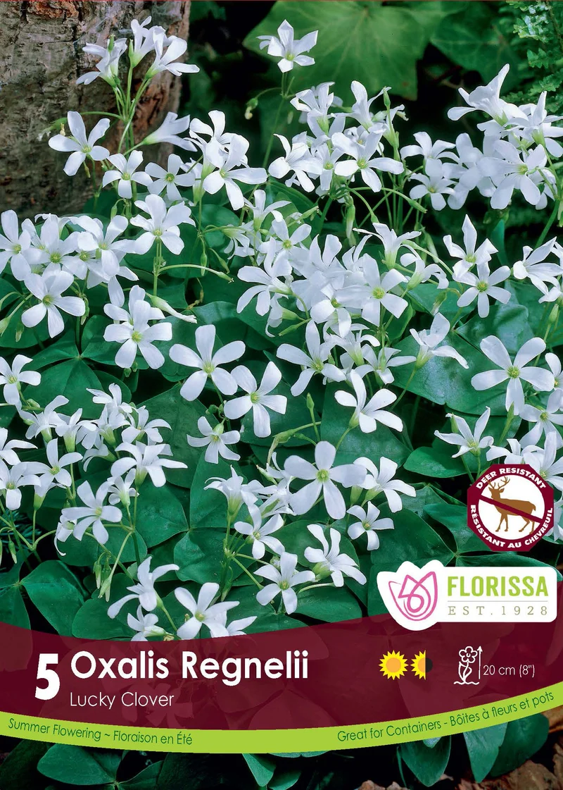 Oxalis ‘Regnellii’ (5 bulbes) ( Oxalis )