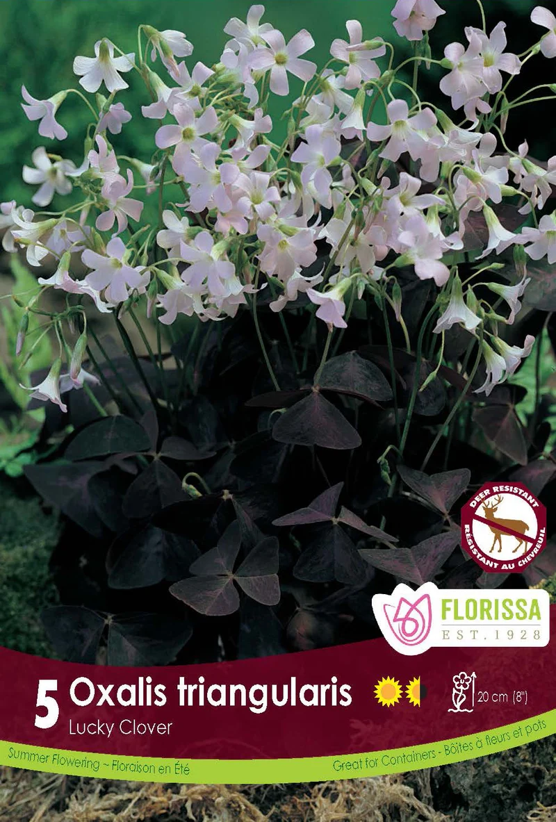 Oxalis ‘Triangularis’ ( Oxalis )