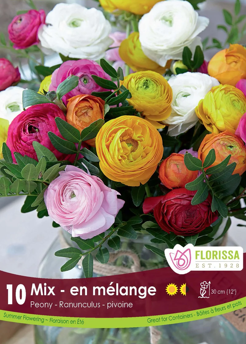 Renoncule pivoine ‘Mélange’ ( Ranunculus )