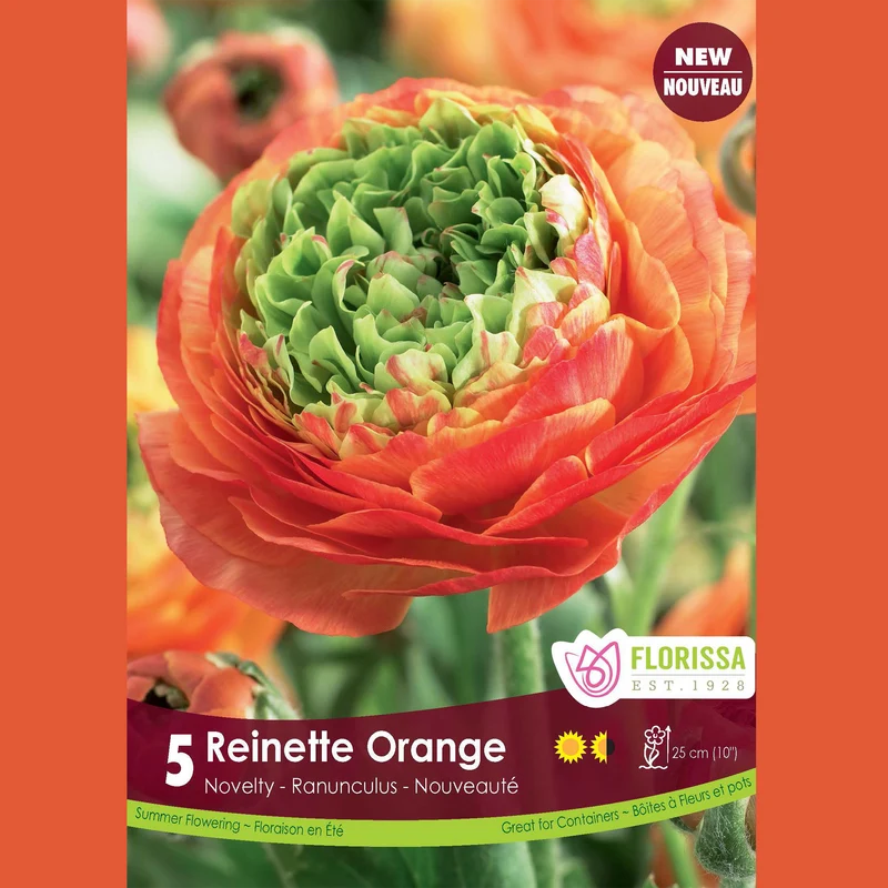 Renoncule ‘Reinette Orange’ (5 bulbes) ( Ranunculus )