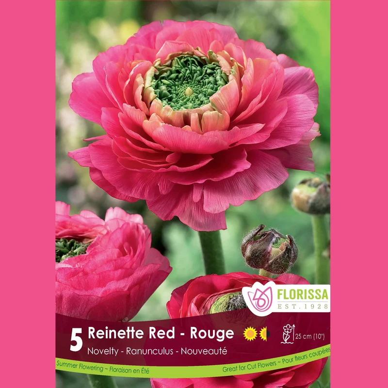 Renoncule ‘Reinette Rouge’ (5 bulbes) ( Ranunculus )
