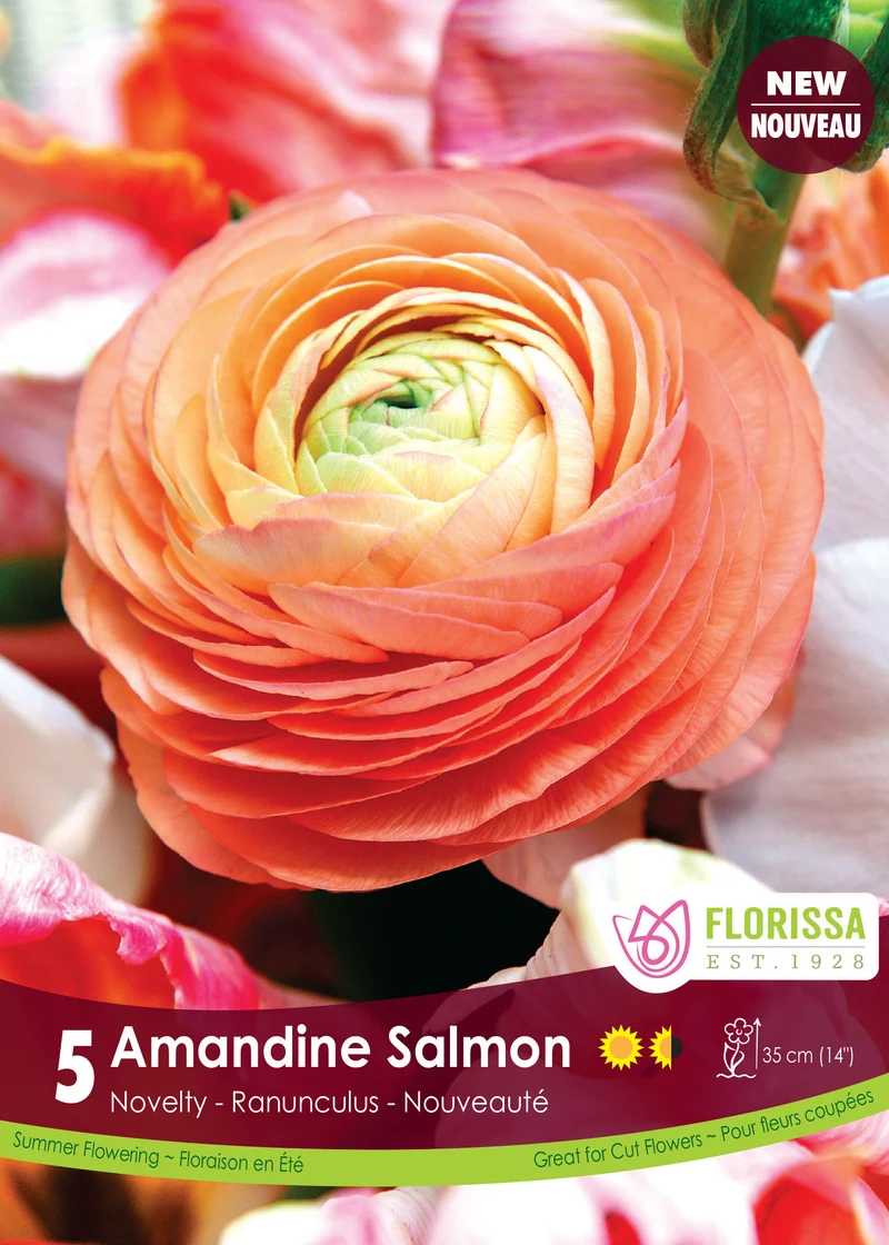Renoncule ‘Amandine Saumon’ ( Ranunculus )
