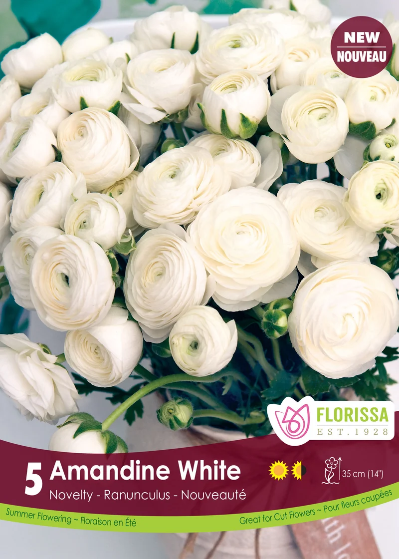 Renoncule ‘Amandine White’ ( Ranunculus )