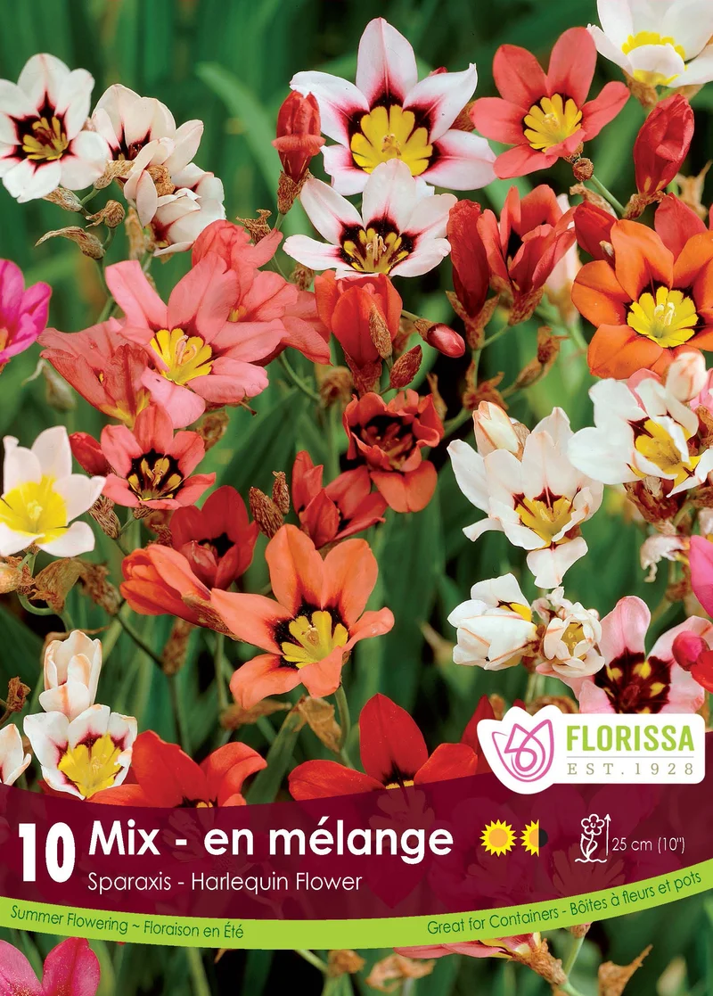 Sparaxis ‘Mélange’ ( Sparaxis )