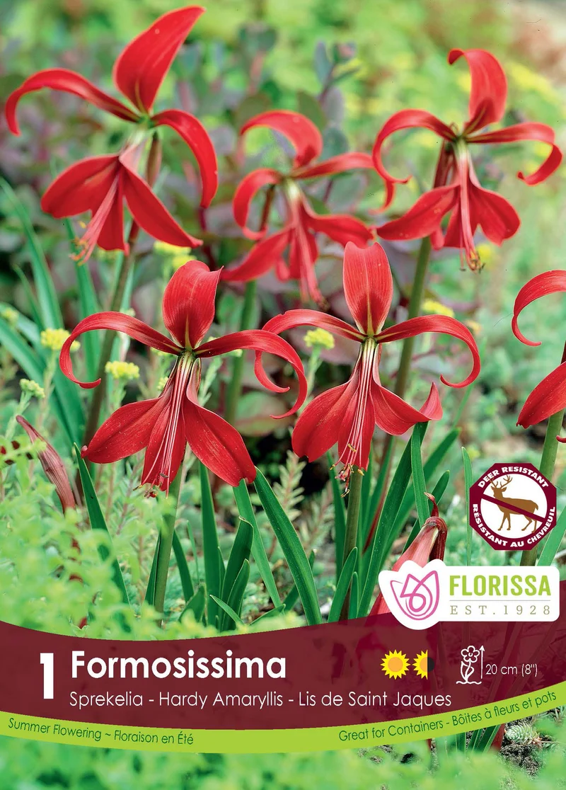 Lis de Saint-Jacques ( Sprekelia formosissima )