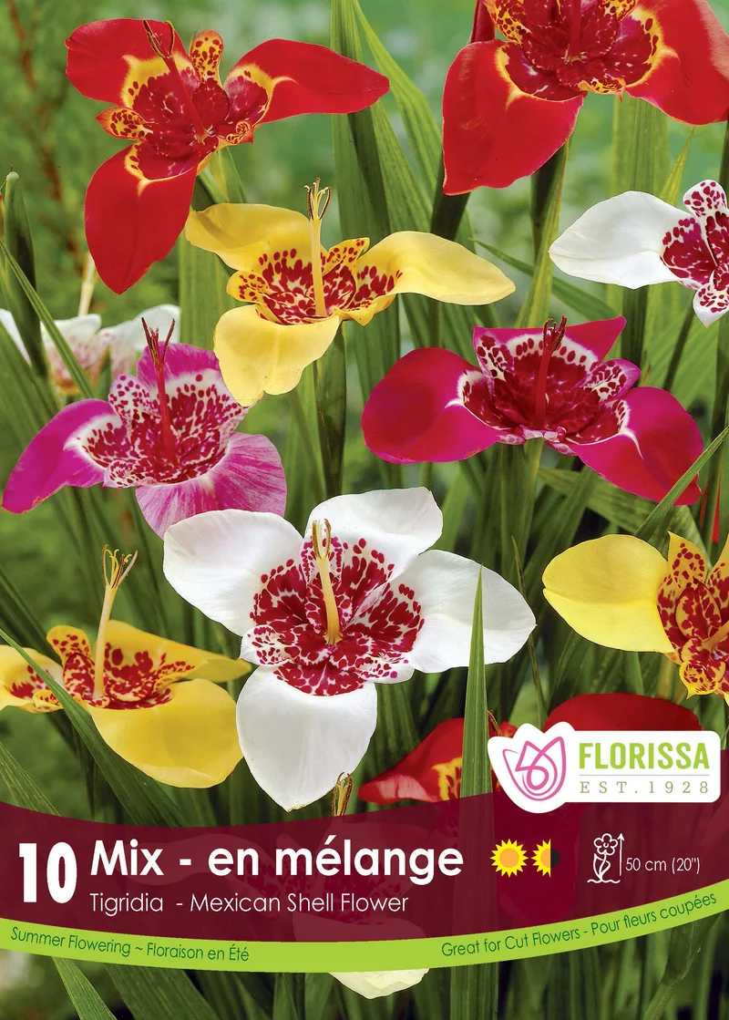 Tigridia en mélange ( Tigridia )