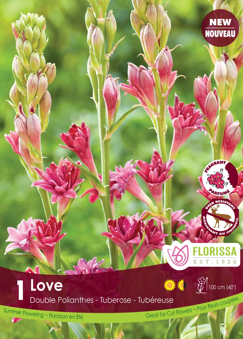 Tubéreuse double ‘Love’ ( Polianthes )