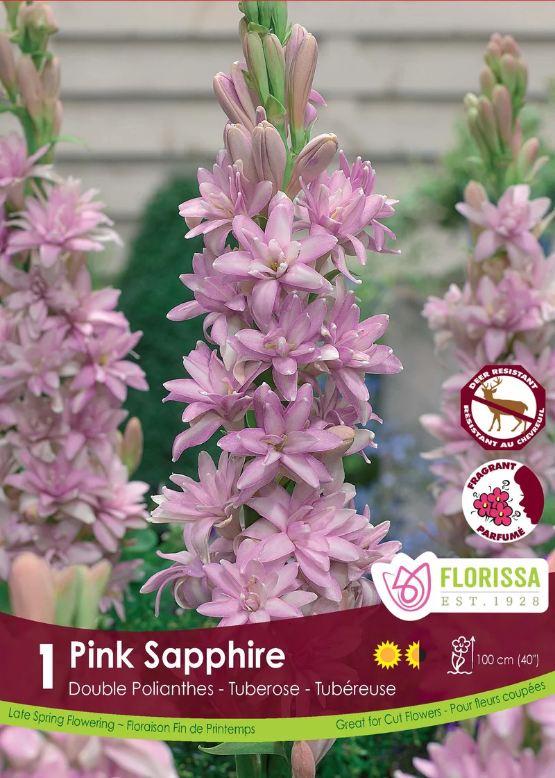 Tubéreuse double ‘Saphir Rose’ ( Polianthes )