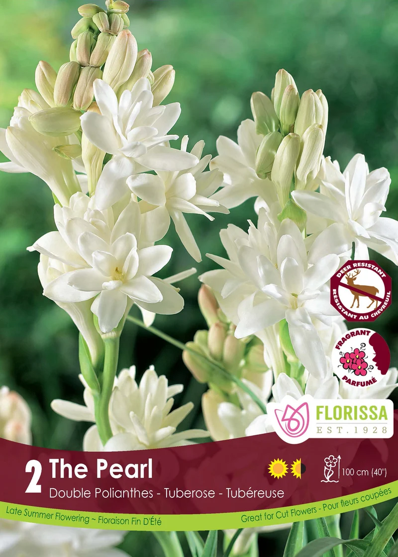 Tubéreuse double ‘La Perle’ ( Polianthes )
