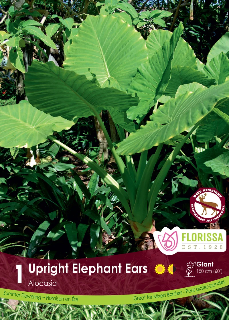 Alocasia « Upright Elephant Ears » ( Alocasia macrorrhizos )