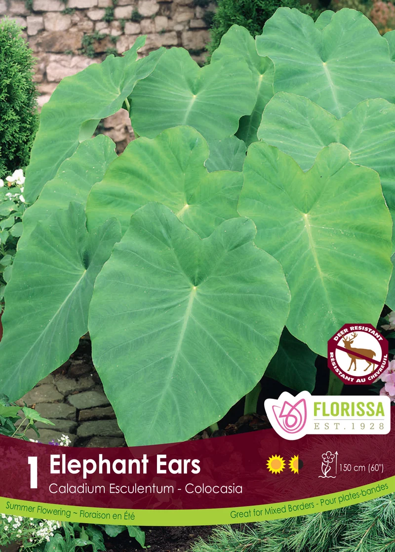 Colocasia « Oreilles d’éléphant » ( Colocasia esculenta )